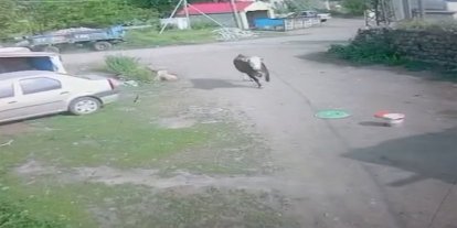 Ağrı'da firari dana şeker toplayan çocukları korkuttu
