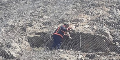 Tellerin arasına sıkışan yaban keçileri kurtarıldı