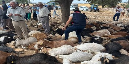 Şırnak'ta yaklaşık 100 küçükbaş, yıldırım düşmesi sonucu telef oldu