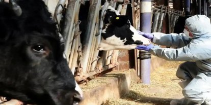 Van’da şap hastalığı nedeniyle hayvan ticareti durduruldu