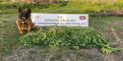 Bingöl'de uyuşturucu operasyonu: 4 gözaltı