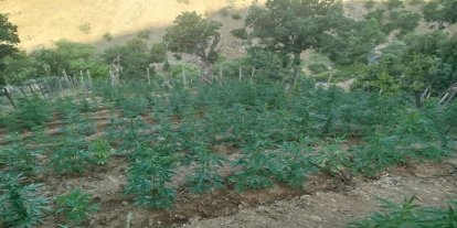 Bingöl'de 15.300 kök kenevir ele geçirildi