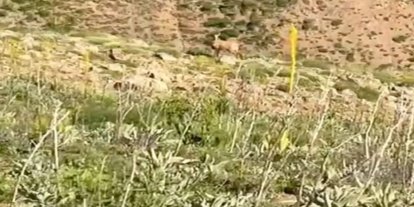 Bingöl'de dağ keçisi çobanlara eşlik etti