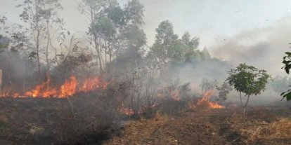 Mangal, her yıl yüzlerce hektar ormanı kül ediyor!