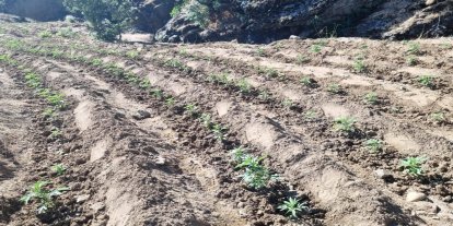 Bingöl'de 42 bin 840 kök kenevir ve skunk ele geçirildi