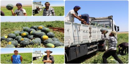 Halep'ten Diyarbakır'a uzanan karpuz yükleme mücadelesi