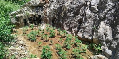 Bingöl’de 843 kök kenevir ele geçirildi