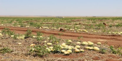 Karpuzun tarladaki fiyatı 2,5 TL'ye düştü, üretici zararına satış yapıyor