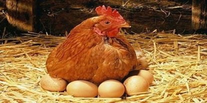 Yumurta üretimi geriledi, tavuk eti üretimi arttı