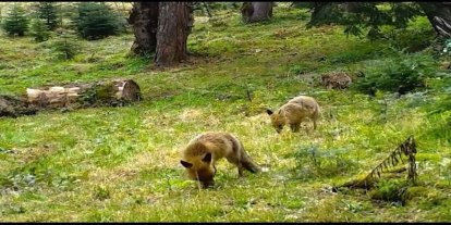 Bursa'da fotokapan anne ve yavru tilkiyi görüntüledi