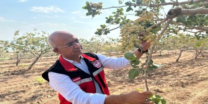 Siirt'te fıstık bahçeleri aşırı sıcaklardan etkilendi