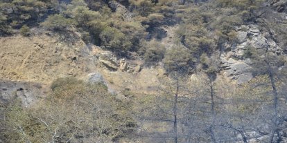 Bursa'daki orman yangını, yaban hayatını da vurdu