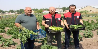 Ağrı'da sebze çeşitliliğinin artması için verilen fidelerin ürünleri hasat edildi