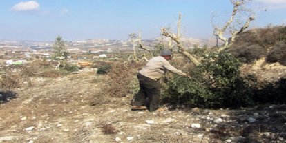 Siyonist çeteler Filistinlilere ait zeytin ağaçlarını söktü, tarım arazilerine zarar verdi