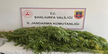 Şanlıurfa’da jandarmadan uyuşturucu operasyonu