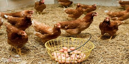 Haziranda tavuk eti üretimi arttı, yumurta üretimi azaldı