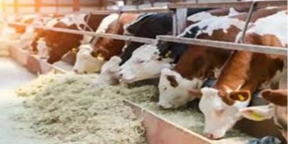 Hayvan desteklemeleri için başvuru süreci başladı