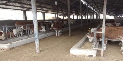 Bakan Yumaklı: Sütçü ırka göre daha fazla ve kaliteli et üreten hayvanlar elde edeceğiz