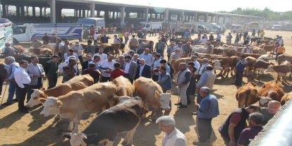 Aktif hale getirilen hayvan pazarı sayısı 38'e yükseldi