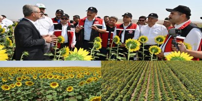 Batman'da çift ürün uygulamasıyla ayçiçeği ekimi artıyor