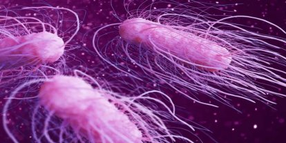 ABD’de salmonella alarmı
