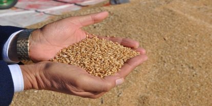 Türkiye hububat ihracatı 8 ayda 8 milyar doları geçti