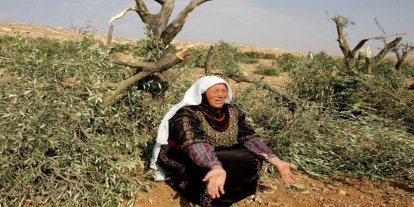 İşgalciler, Cenin'de zeytin ağaçlarını söktü, 100 dönümlük araziyi tahrip etti