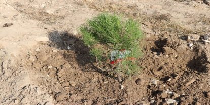 Yanan alanlarda fidan dikiminde acele edilmemeli