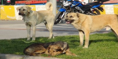 Mazıdağı’nda vatandaşlar sokak köpeklerinden şikâyetçi