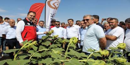 Yağlık ayçiçeği tarlasında "tarla günü etkinliği" düzenlendi