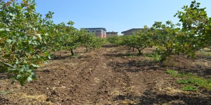 Siirt Tarım ve Orman İl Müdürlüğü’nden fıstık üreticilerine bahçe tesisi uyarısı