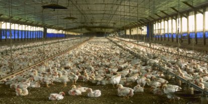 Avrupa'da kuş gribi alarmı: Hollanda'da 161 bin tavuk itlaf edildi, Fransa riski "yüksek"e çıkardı