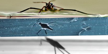 Su böceklerinin gizli mekanizması, arama-kurtarma robotlarına ilham verdi