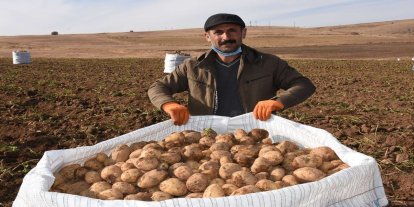 Ticaret Bakanlığından patates fiyatlarına ilişkin açıklama
