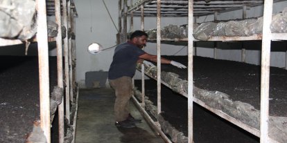 Batman'da eski inşaat işçisi kendi kültür mantarı tesisini kurdu