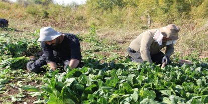 Çiftçilerden destek çağrısı: Üretiyoruz ama emeğimizin karşılığını alamıyoruz