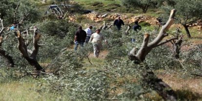 Siyonist rejim ve yerleşimci çetelerden zeytin hasadına 340 saldırı