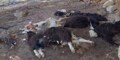 Batman'da kurt saldırısı: 10 keçi telef oldu