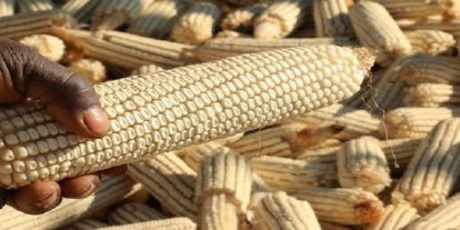 Afrika ülkesi Malavi'de gıda krizi