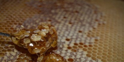 Bu yıl bal verimi düştü, kalite arttı