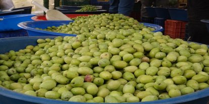 Yeni mahsul zeytin sezonu açıldı