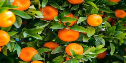 10 aylık mandalina ihracatı 375 milyon dolara ulaştı