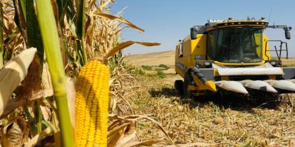Mardin Ovası'nda mısır hasadı başladı: Verim iyi, fiyat çiftçiyi hayal kırıklığına uğrattı
