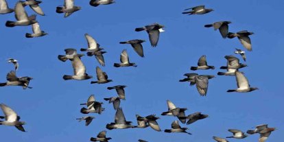 Rusya, uzaktan yönlendirilebilen "biyo-drone" güvercinler geliştirdi