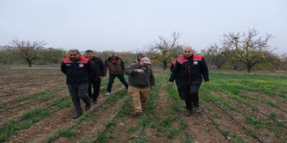 Dünya kayısı başkenti Malatya'da safran üretimi