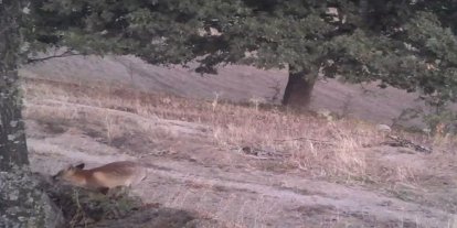 Foto kapanlar kızıl tilkilerin gündüz aktifliğini ortaya çıkardı