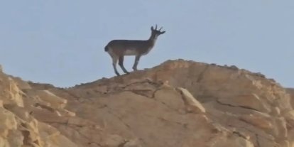 Siirt–Şırnak sınır hattında yaban hayatının zenginliği bir kez daha gözler önüne serildi