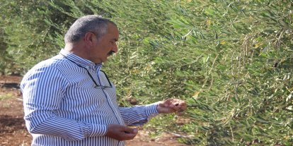 Şırnak’ta zeytine don vurdu: Çiftçi destek bekliyor