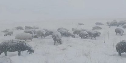 Çoban koyunları ile tipiye yakalandı