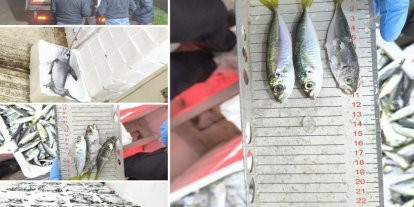 Bursa’da yasak avlanan balıklara el konuldu